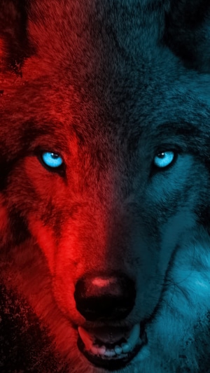 Close-up of a wolf's face with red and blue lighting