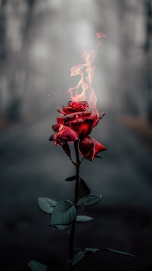 Burning red rose with flames