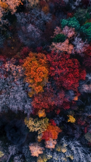 Aerial view of a colorful autumn forest