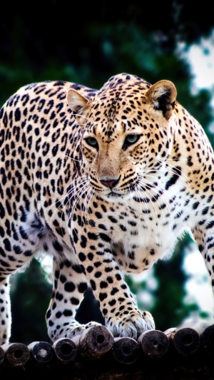 Leopard walking on a wooden platform