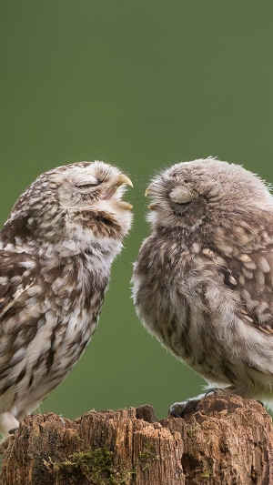 Two little owls on a tree stump