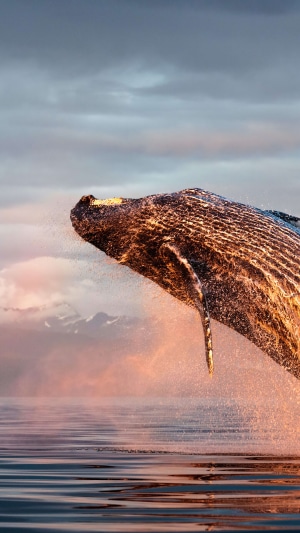 Humpback whale breaching from the ocean