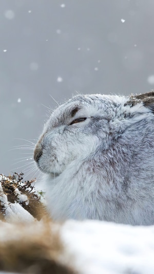 Hare in the snow