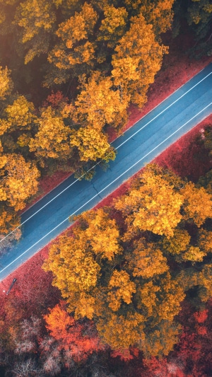 Aerial view of a road through an autumn forest
