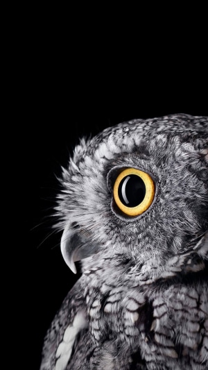 Close-up of a grey owl with yellow eyes