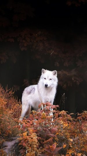 White wolf in autumn forest