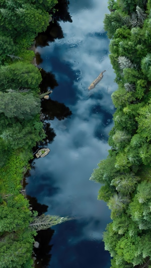 Aerial view of a river flowing through a dense forest
