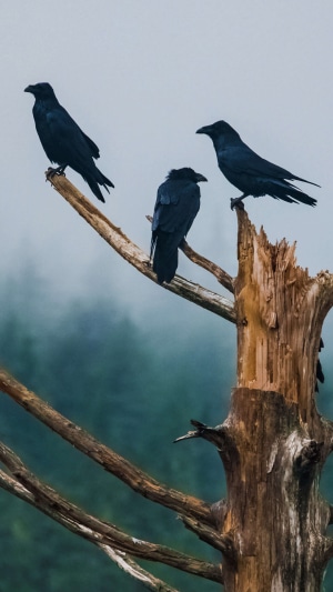 Three ravens perched on a dead tree branch