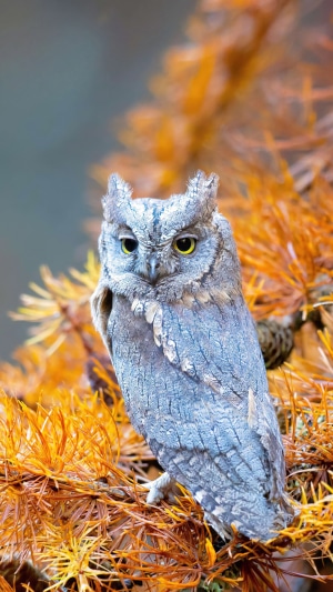 A small owl perched on an autumn branch