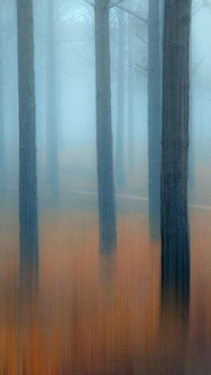 Misty forest with tall trees and orange ground cover