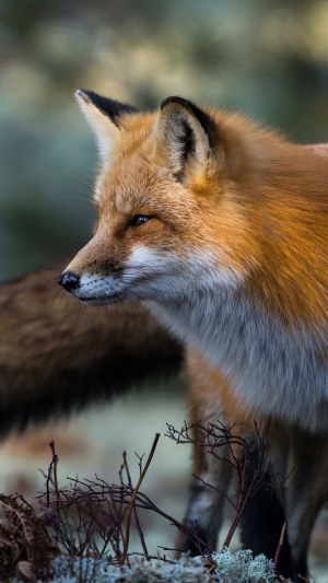 Red fox in natural habitat