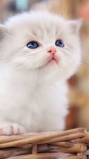 Fluffy white kitten with blue eyes in a basket