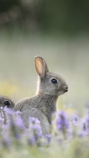 Two baby rabbits in a field of purple flowers
