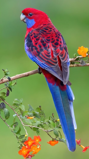 Crimson Rosella Parrot on a Branch with Flowers