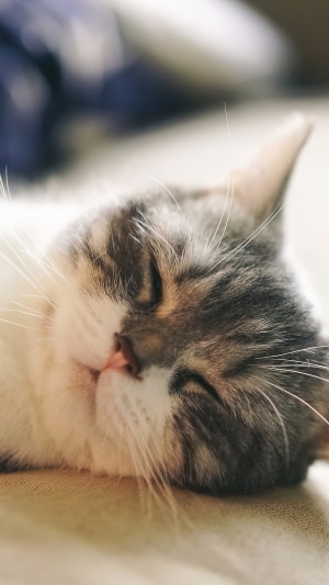 Close-up of a sleeping tabby cat