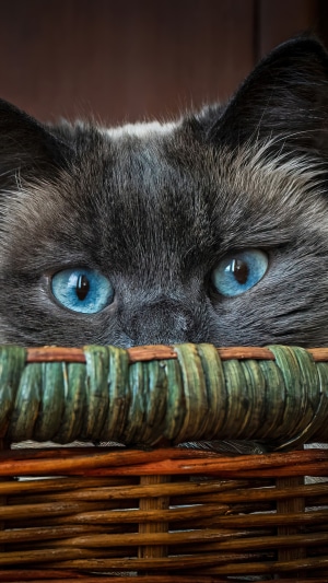 Close-up of a cat with blue eyes peeking over a basket