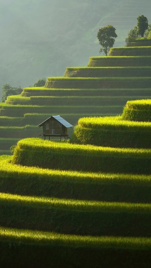 Rice terraces with a small hut