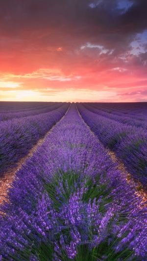 Lavender field at sunset