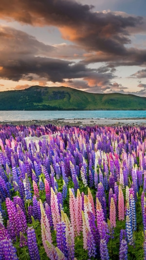 Field of lupine flowers by a lake in New Zealand