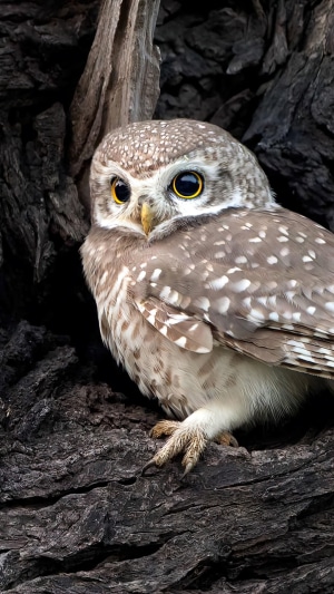 Spotted owlet perched on a tree trunk