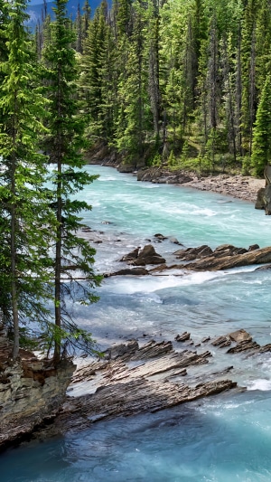 Turquoise river flowing through a pine forest