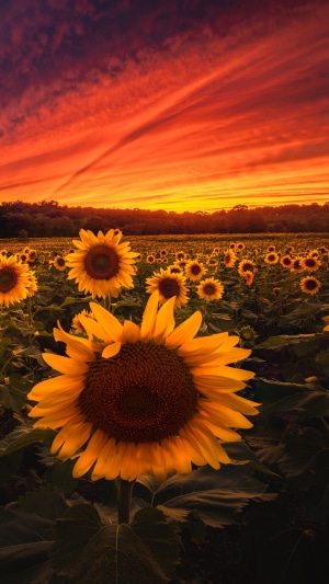 Field of Sunflowers at Sunset