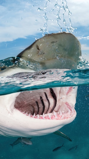 Bull Shark breaching water with mouth open