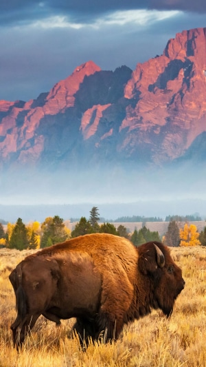Bison in front of mountains