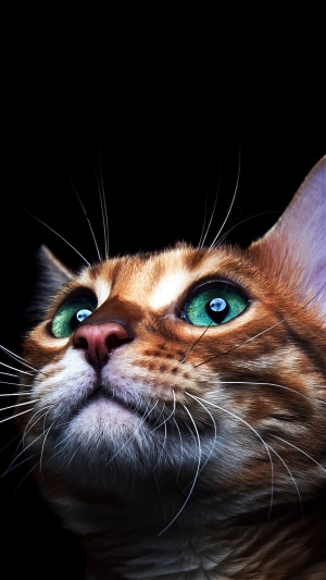 Close-up of a ginger cat with green eyes
