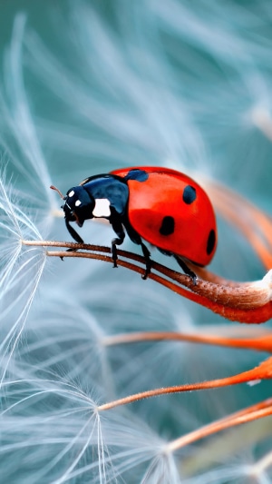Ladybug on a plant stem with dandelion seeds