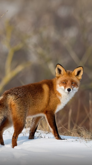 Red Fox in Snowy Landscape