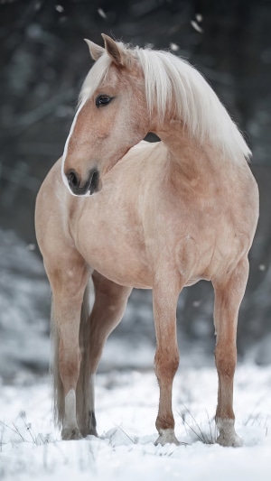 Palomino horse standing in snow