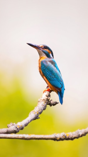 A kingfisher bird perched on a branch