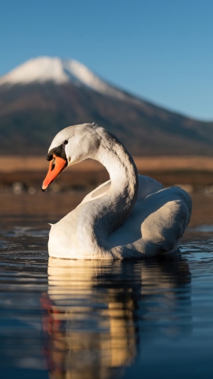 Swan in front of Mount Fuji