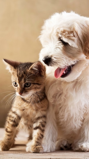 Kitten and Puppy Together