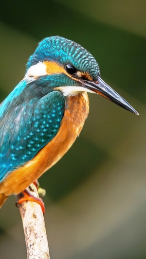 Close-up of a Common Kingfisher perched on a branch