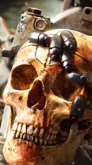 Skull with Beetles from Call of Duty Black Ops Cold War