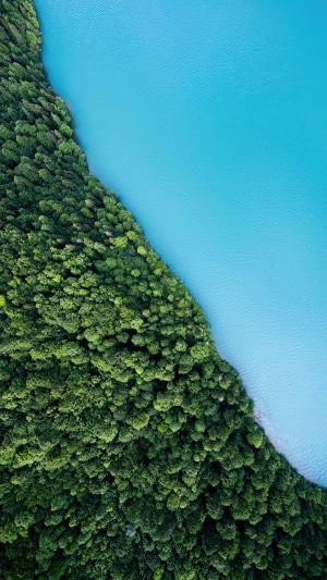 Aerial view of a forest meeting a bright blue lake