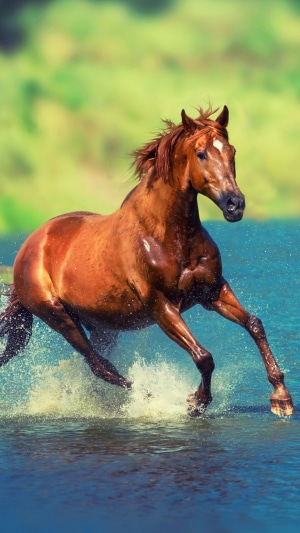 Brown horse running through water