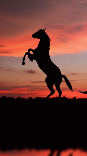 Silhouette of a horse rearing at sunset