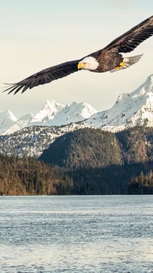 Bald Eagle flying over a lake and mountains