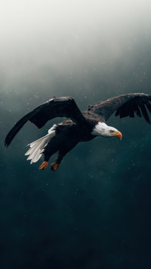 Bald eagle flying in the sky