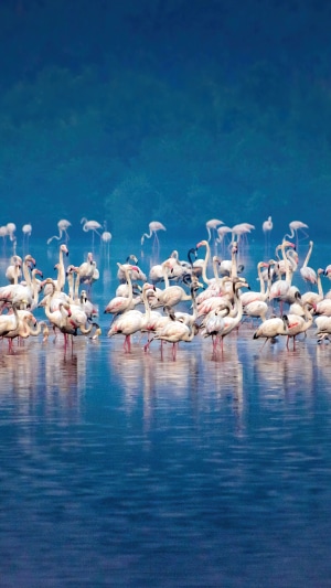 A flock of flamingos stands in blue water