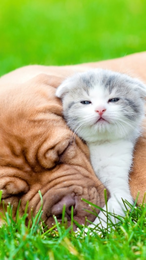 Kitten sleeping on a dog