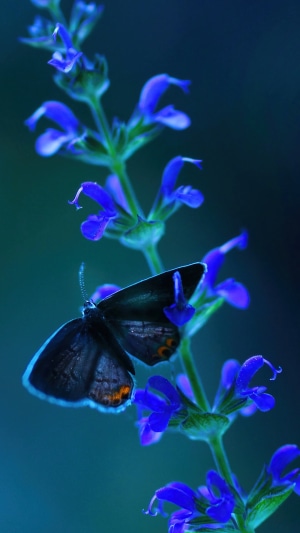 Dark butterfly on blue flowers