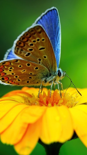 Blue and brown butterfly on a yellow flower