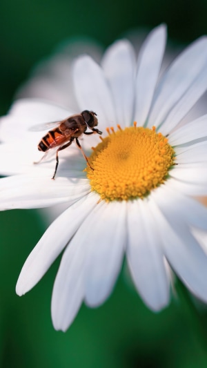 Bee on a daisy flower