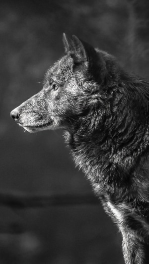 Monochrome portrait of a wolf