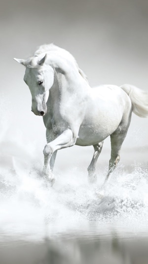 A white horse running through water