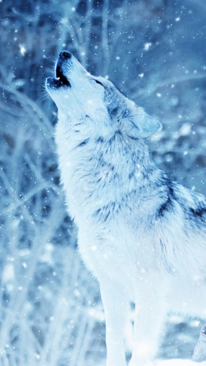 A white wolf howls in a snowy forest